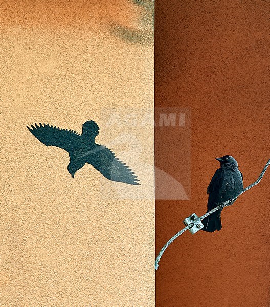 Western Jackdaw (Coloeus monedula) looking at deterring silhouette in Czechia, finalist in Nature Photographer of the Year 2023 stock-image by Agami/Tomas Grim,
