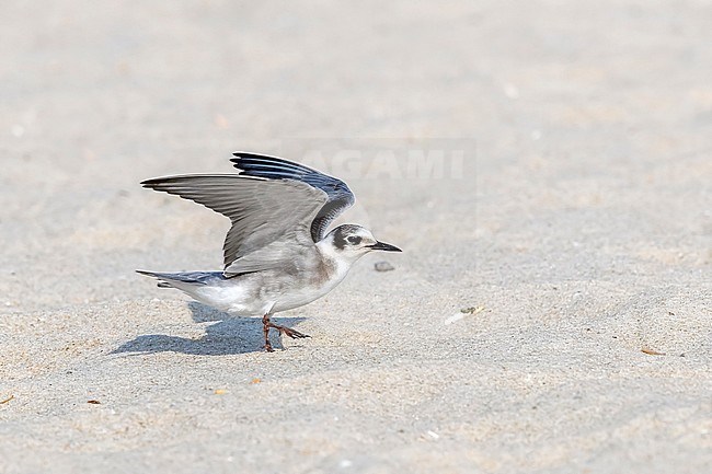 Juvenile American Black Tern flying over Cape May beach in New Jersey, USA. August 25, 2016. stock-image by Agami/Vincent Legrand,