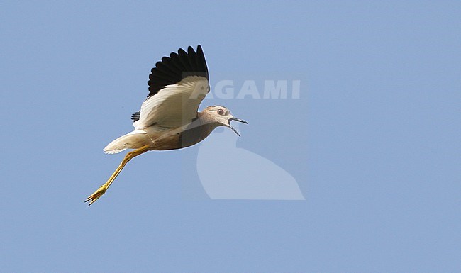 Volwassen Witstaartkievit in vlucht; Adult White-tailed Lapwing (Vanellus leucurus) in flight stock-image by Agami/James Eaton,