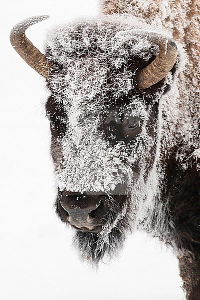 Kop van Amerikaanse bizon met rijp; American Bison head covered in frost stock-image by Agami/Caroline Piek,