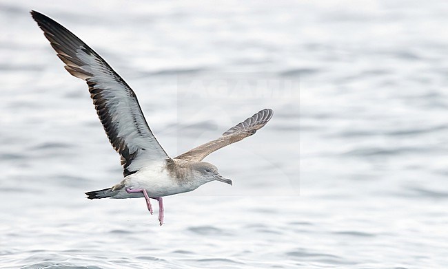 Cape Verde shearwater, Calonectris edwardsii, at sea. stock-image by Agami/Ian Davies,