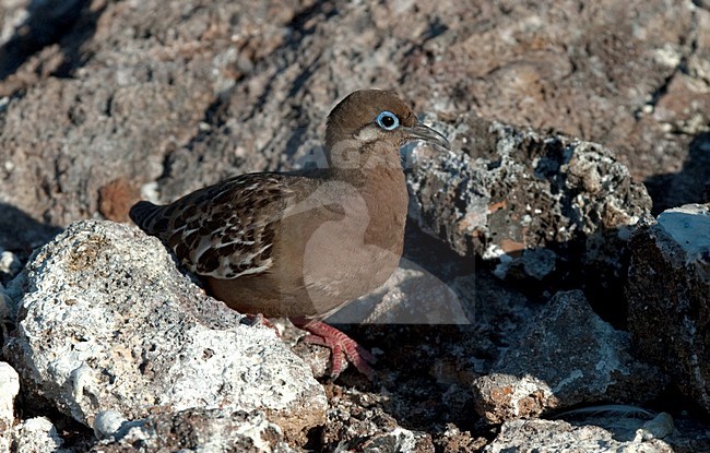Galapagos Duif zittend tussen rotsen; Galapagos Dove perched between rocks stock-image by Agami/Roy de Haas,