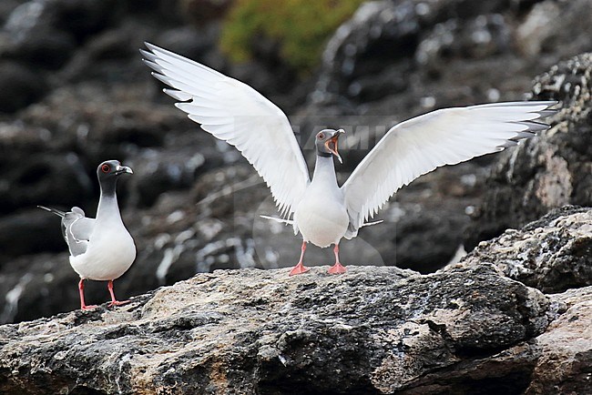 Swallow-tailed Gull (Creagrus furcatus) on the Galapagos islands, Ecuador. Pair in display on the rocky coast. stock-image by Agami/Dani Lopez-Velasco,
