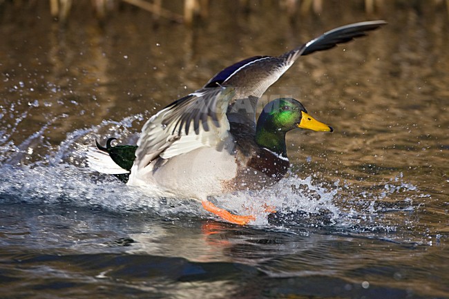 Mannetje Wilde Eend in de vlucht; Male Mallard in flight stock-image by Agami/Marc Guyt,