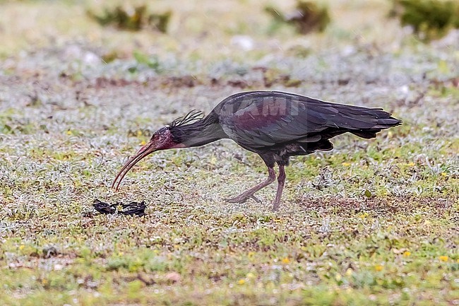 Northern Bald Ibis (Geronticus eremita) aka Hermit Ibis or Waldrapp sitting on the breeding grounds in Tamri, Morocco. stock-image by Agami/Vincent Legrand,