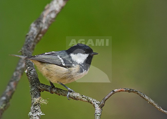Coal Tit in Italy stock-image by Agami/Alain Ghignone,
