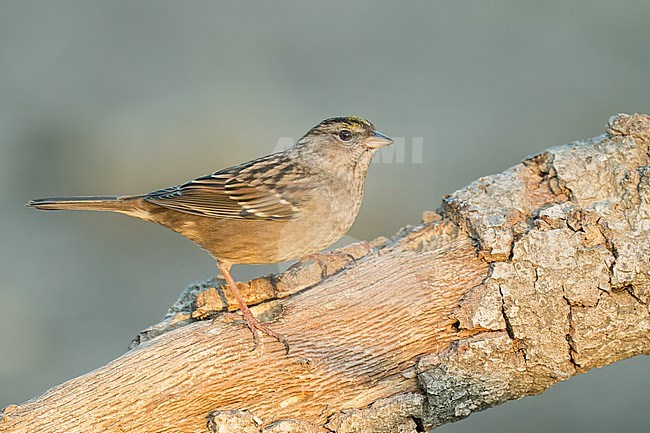 Adult non-breeding
Santa Barbara Co., CA
November 2022 stock-image by Agami/Brian E Small,