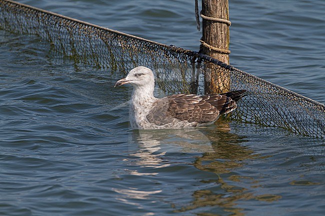 Tweede jaars Kleine Mantelmeeuw, Second year Lesser Black-backed Gull stock-image by Agami/Karel Mauer,
