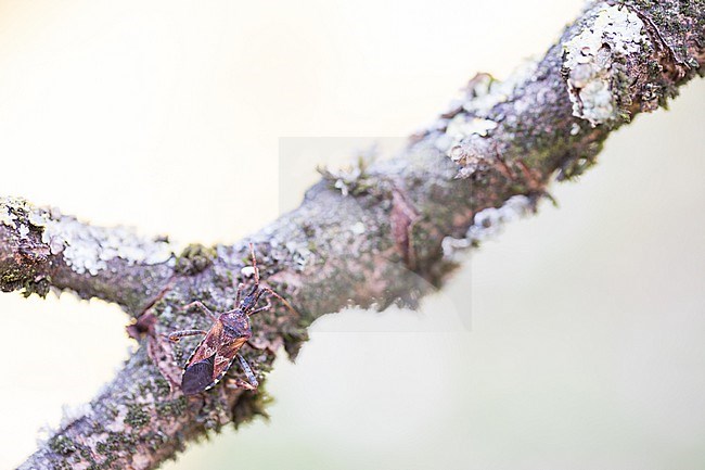 Leptoglossus occidentalis - Western conifer seed bug - Amerikanische Kiefernwanze, Germany (Baden-Württemberg), imago stock-image by Agami/Ralph Martin,