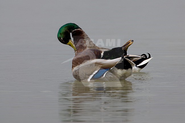 Mannetje Wilde Eend zwemmend; Male Mallard swimming stock-image by Agami/Daniele Occhiato,