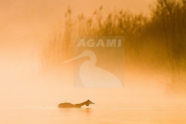 Fuut; Great Crested Grebe; Podiceps cristatu adult on mist lake calling stock-image by Agami/Menno van Duijn,