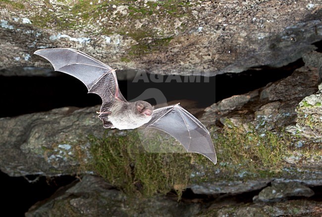 Schreibers vleermuis vliegend, Schreibers' bat flying, stock-image by Agami/Theo Douma,