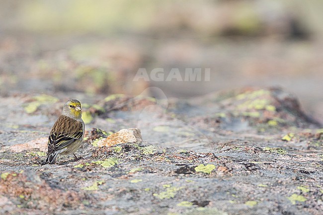 Adult female Corsican Finch (Carduelis corsicana) in France (Corsica). stock-image by Agami/Ralph Martin,