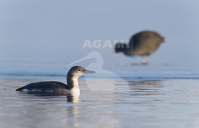 Zwemmende juveniele Parelduiker, Swimming juvenile Black-throated Loon stock-image by Agami/Ran Schols,