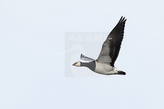 adult barnacle goose (branta leucopsis) in flight during autumn migration, found at Fehmarn at the Baltic Sea in Germany stock-image by Agami/Mathias Putze,