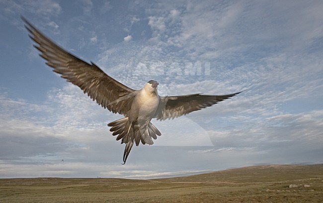 Long-tailed Skua adult defending its nest; Kleinste Jager volwassen zijn nest verdedigend stock-image by Agami/Jari Peltomäki,