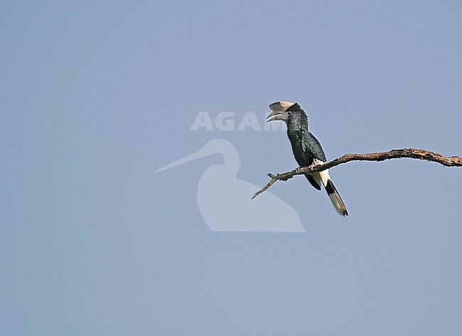 Black-and-white-casqued hornbill, Bycanistes subcylindricus, in Uganda. stock-image by Agami/Pete Morris,