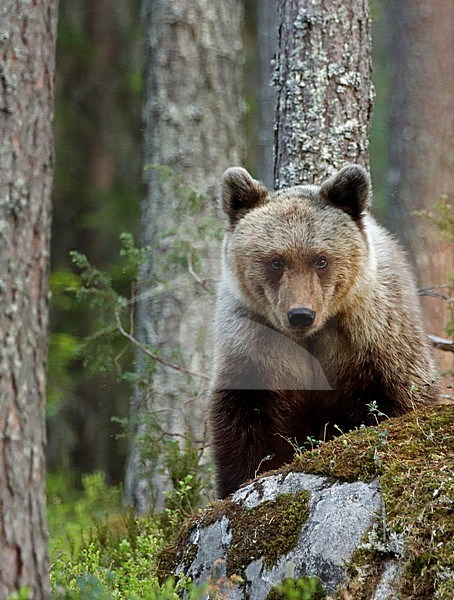 Brown bear, Ursus arctos, in taigaa forest in Finland. stock-image by Agami/Markus Varesvuo,