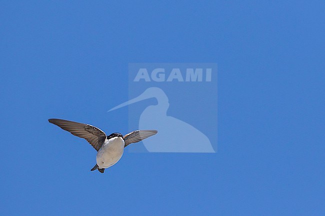 Northern House Martin - Mehlschwalbe - Delichon urbicum urbicum, Russia (Baikal), adult stock-image by Agami/Ralph Martin,