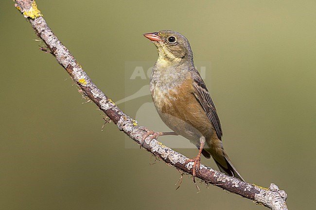 Volwassen Ortolaan; Adult Ortolan Bunting stock-image by Agami/Daniele Occhiato,