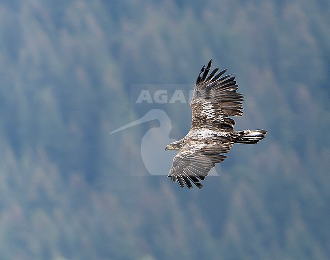 Immature Bald Eagle (Haliaeetus leucocephalus) in Alaska. stock-image by Agami/Dani Lopez-Velasco,