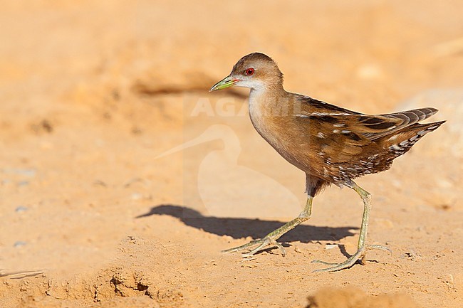 Female Little Crake in the southern Negev desert of Israel during spring migration. stock-image by Agami/Dubi Shapiro,