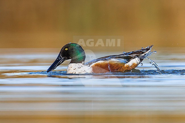 Male Northern Shoveler (Spatula clypeata) in Italy. Swimming on a lake. stock-image by Agami/Daniele Occhiato,