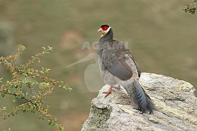 Tibetan Eared Pheasant (Crossoptilon harmani), also called Elwes' Eared Pheasant, walking around Xiongse Monastery in Tibet, China. stock-image by Agami/James Eaton,