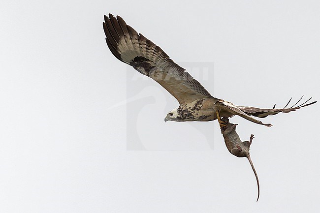 A very white plumaged Common Buzzard is seen taking a Brown Rat. stock-image by Agami/Jacob Garvelink,