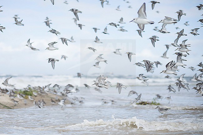 Sanderling - Sanderling - Calidris alba, Germany (Hamburg), at high-tide roost with Dunlin and Red Knot stock-image by Agami/Ralph Martin,