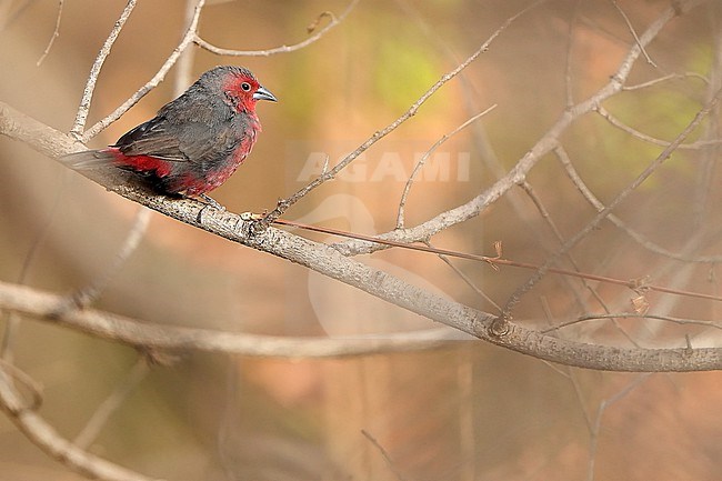 Male Mali firefinch (Lagonosticta virata) perched on a branch in Senegal. stock-image by Agami/Dani Lopez-Velasco,