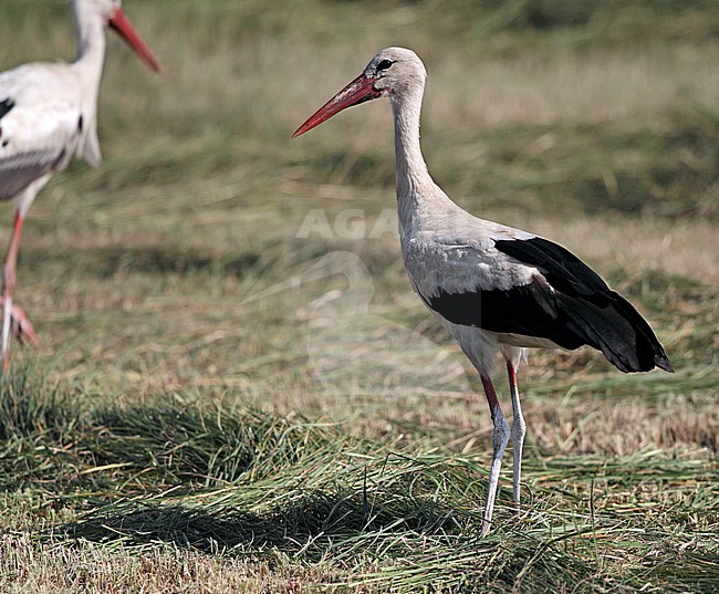 White Stork, Ciconia ciconia, at Hortobagy, Hungary stock-image by Agami/Helge Sorensen,
