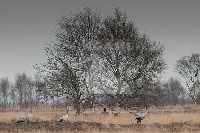 Kraanvogels pleisterend in heideveld; Common Cranes in heath stock-image by Agami/Han Bouwmeester,