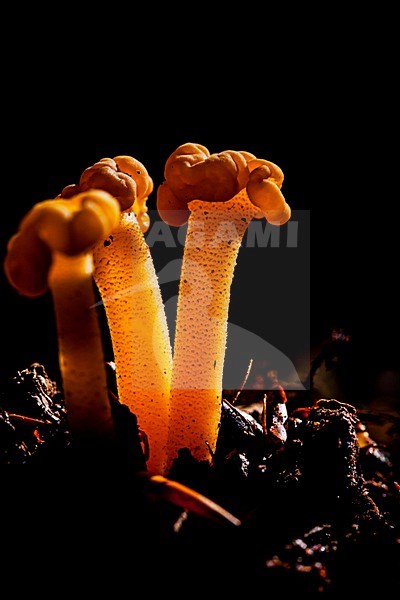 Groene glibberzwam, jelly baby stock-image by Agami/Wil Leurs,