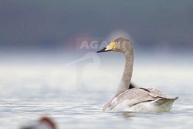 Whooper Swan - Singschwan - Cygnus cygnus, Switzerland, 2nd cy stock-image by Agami/Ralph Martin,