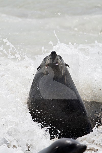 Kaapse pelsrob in de branding Namibie, Cape Fur Seal at breakers Namibia stock-image by Agami/Wil Leurs,