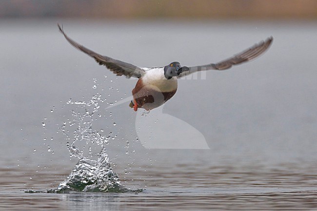 Mannetje Slobeend in de vlucht; Male European Shoveler in flight stock-image by Agami/Daniele Occhiato,