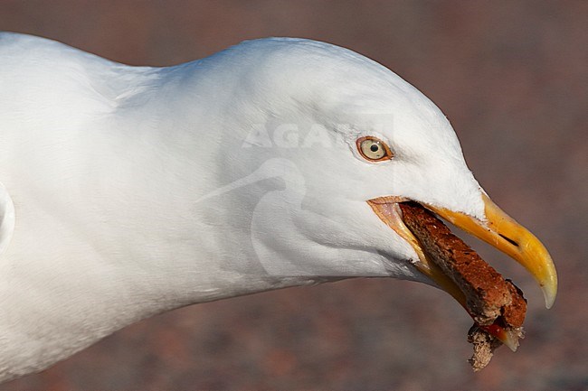Closeup of an adult European Herring Gull (Larus argentatus argenteus) eating bread on parking lot in the dunes of Texel in the Netherlands. stock-image by Agami/Marc Guyt,