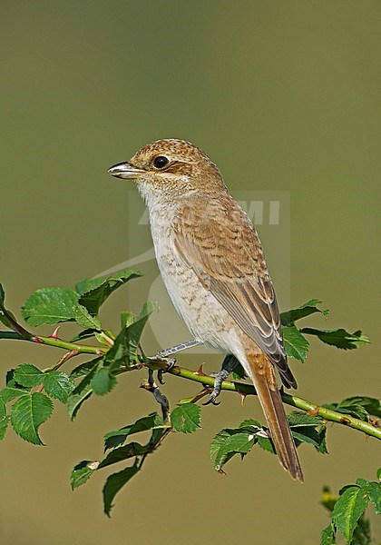 Immature Red-backed Shrike (Lanius collurio) perched in a bush. stock-image by Agami/Alain Ghignone,