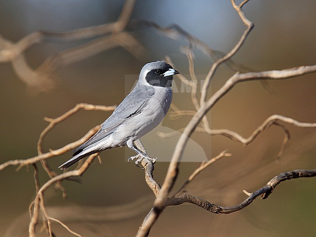 Masked Woodswallow (Artamus personatus) in Australia. stock-image by Agami/Andy & Gill Swash ,