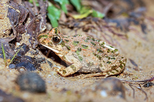 Parsley Frog (Pelodytes punctatus) taken the 21/03/2019 at Rennes - France. stock-image by Agami/Nicolas Bastide,