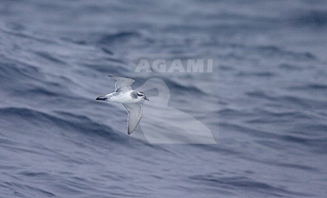Antarctic Prion flying over the sea; Antarctische Prion, Pachyptila desolata vliegend boven zee stock-image by Agami/Marc Guyt,