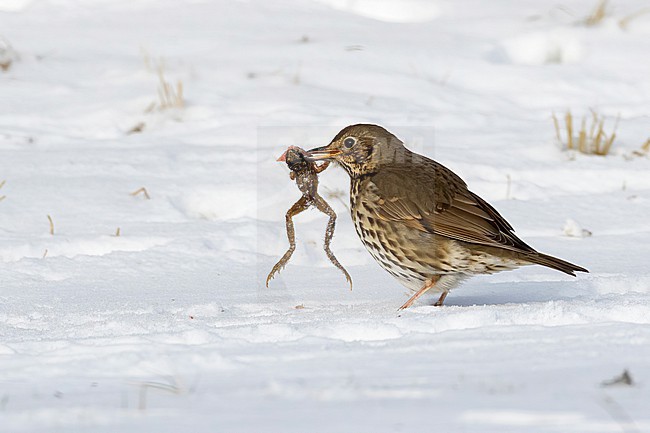 This series of images captures a unique event in which a Song Thrush (Turdus philomelos) completely devours a frog during a cold and snowy spell in the Dutch winter of 2021. stock-image by Agami/Jacob Garvelink,