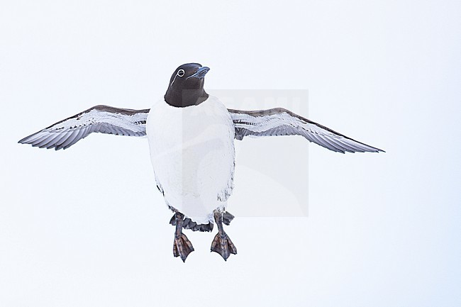  stock-image by Agami/Menno van Duijn,