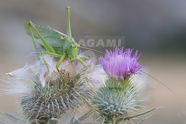 Tettigonia viridissima - Great green bush-cricket - Grünes Heupferd, Kyrgyzstan, imago stock-image by Agami/Ralph Martin,