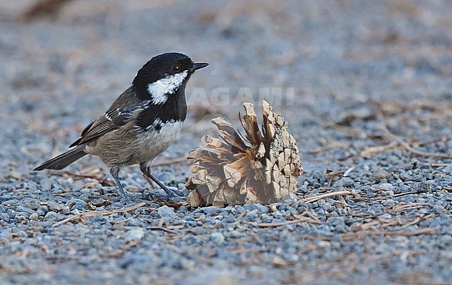 Periparus ater cypriotes, Cyprus Coal Tit stock-image by Agami/Eduard Sangster,