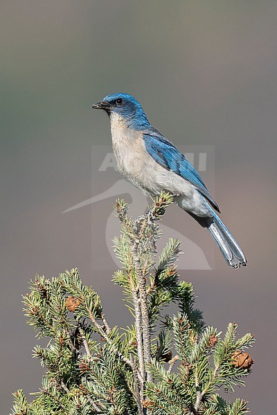 Adult
Coahuila, Mexico
May 2022 stock-image by Agami/Brian E Small,