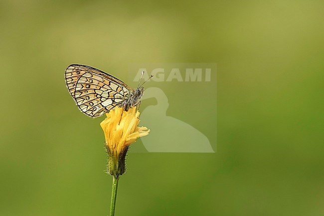 Ringoogparelmoervlinder, Bog Fritillary, stock-image by Agami/Walter Soestbergen,