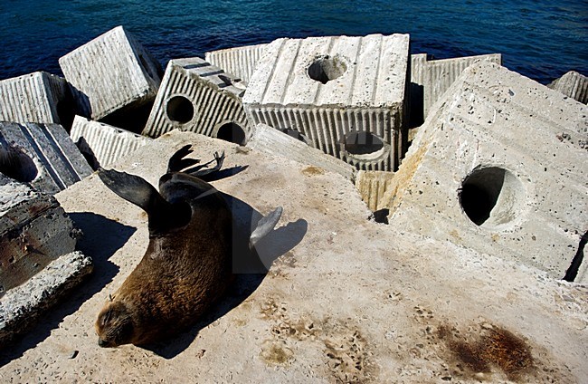Kaapse pelsrob rustend op een pier, Cape Fur Seal resting at a jetty stock-image by Agami/Marten van Dijl,