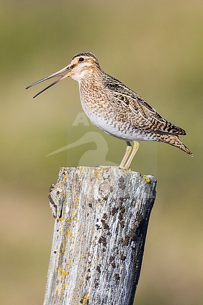 Common Snipe (Gallinago gallinago faeroeensis), adult calling from a post stock-image by Agami/Saverio Gatto,